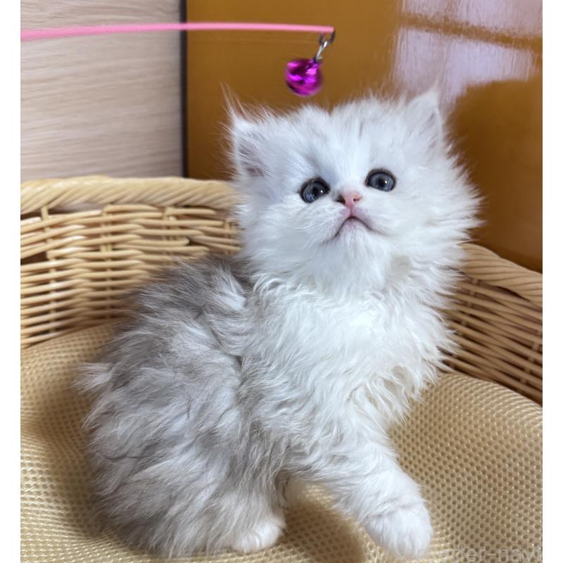 販売中の新潟県のペルシャ(チンチラ)-131349の3枚目