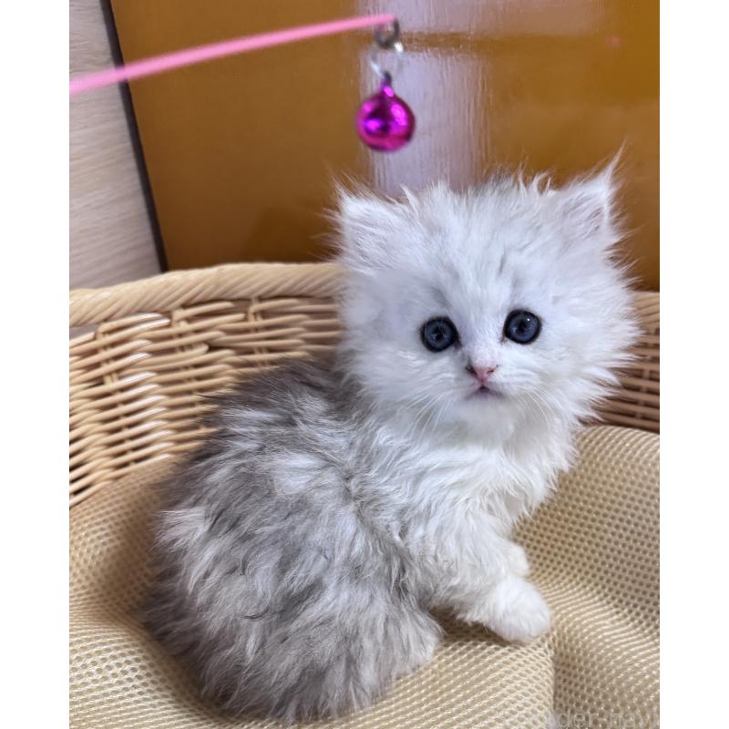 販売中の新潟県のペルシャ(チンチラ)-131349の2枚目