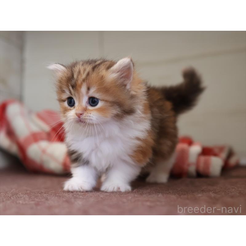 販売中の愛知県のミヌエット(短足)-131348の15枚目