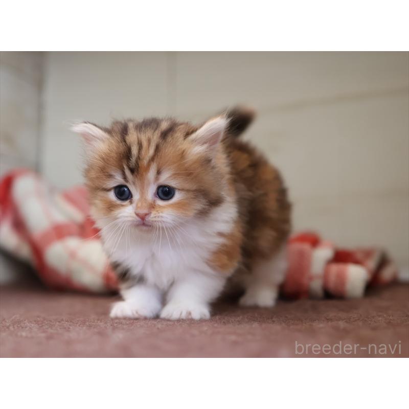 販売中の愛知県のミヌエット(短足)-131348の14枚目