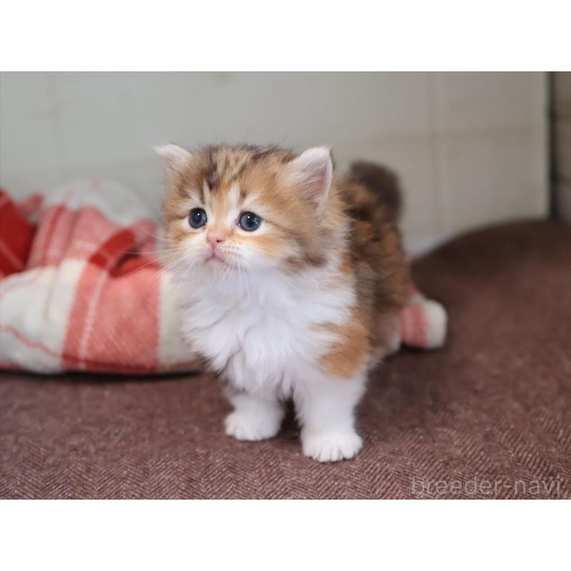 販売中の愛知県のミヌエット(短足)-131348の13枚目