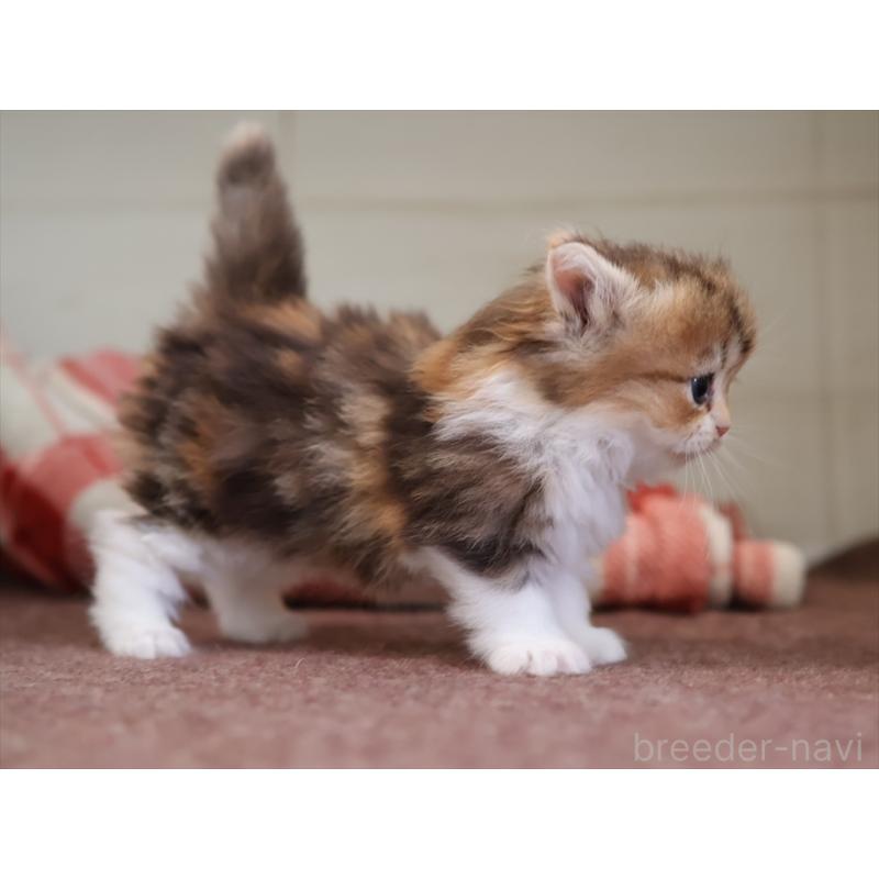 販売中の愛知県のミヌエット(短足)-131348の12枚目