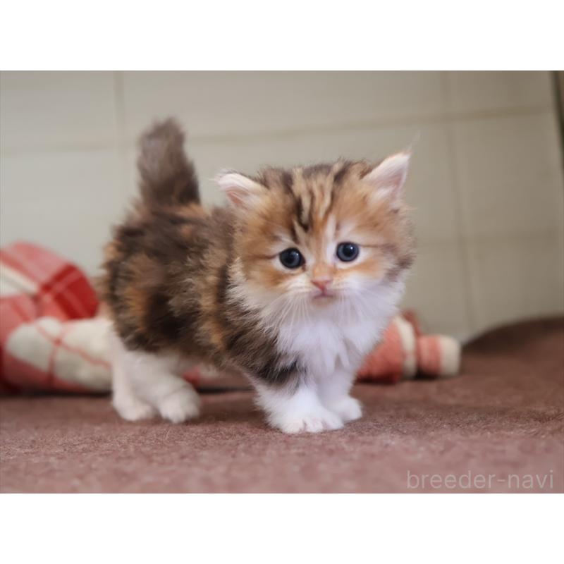 販売中の愛知県のミヌエット(短足)-131348の11枚目