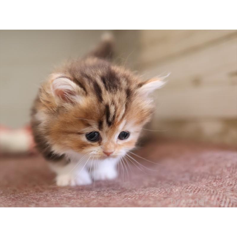 販売中の愛知県のミヌエット(短足)-131348の10枚目