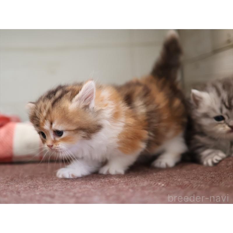 販売中の愛知県のミヌエット(短足)-131348の9枚目