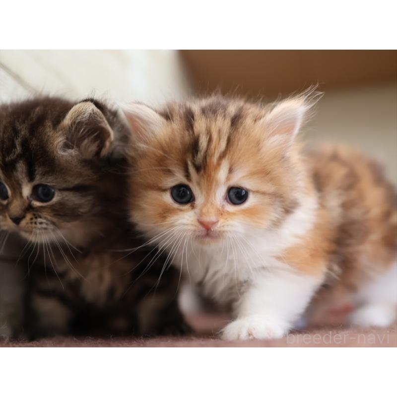 販売中の愛知県のミヌエット(短足)-131348の7枚目