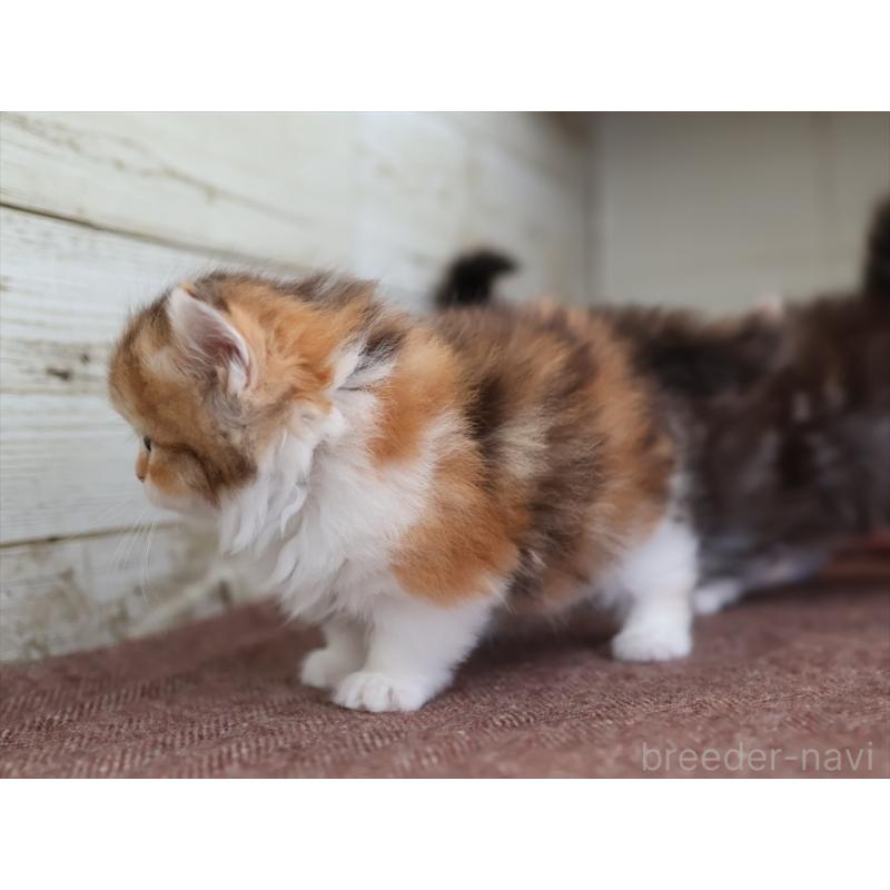 販売中の愛知県のミヌエット(短足)-131348の8枚目