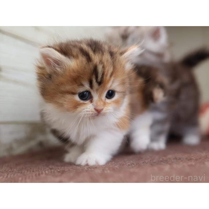 販売中の愛知県のミヌエット(短足)-131348の6枚目