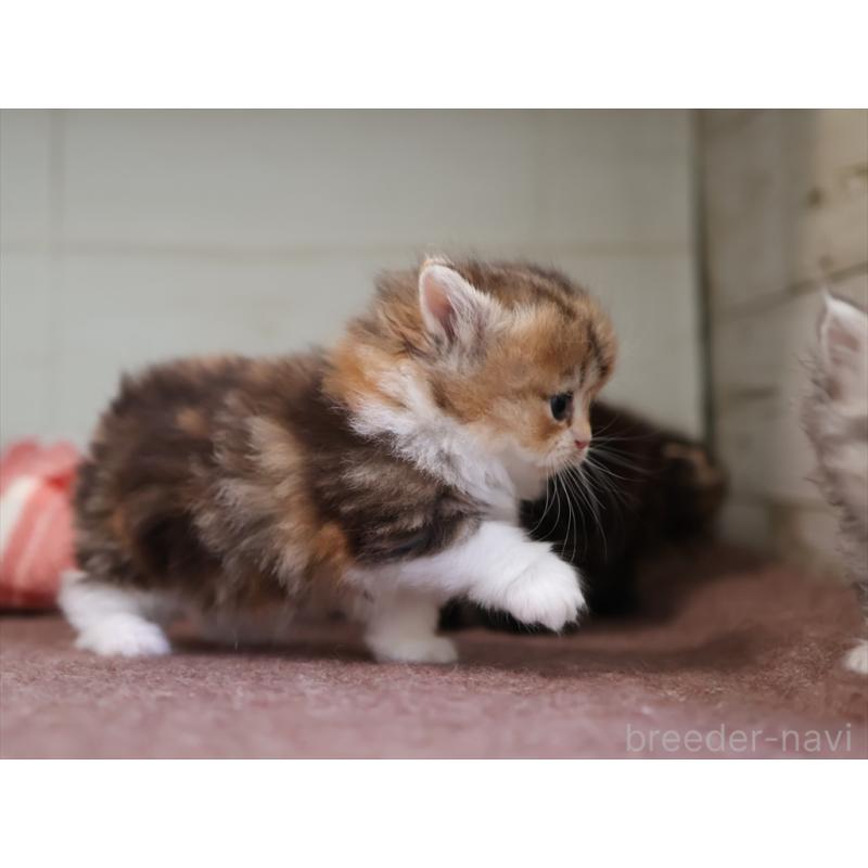 販売中の愛知県のミヌエット(短足)-131348の5枚目