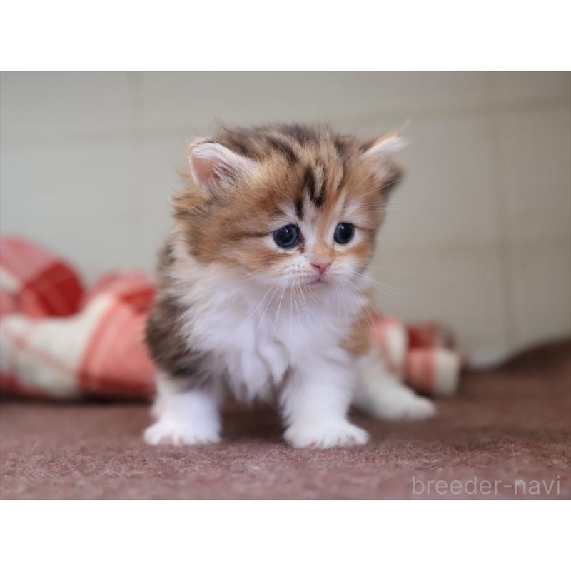 販売中の愛知県のミヌエット(短足)-131348の4枚目