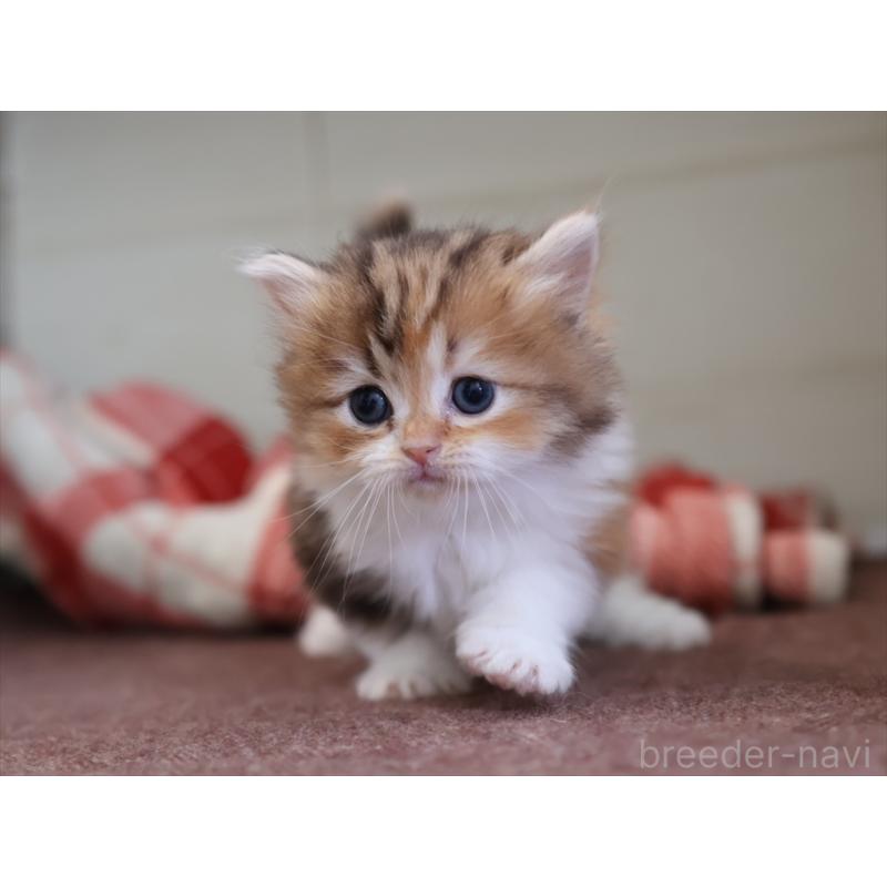 販売中の愛知県のミヌエット(短足)-131348の3枚目