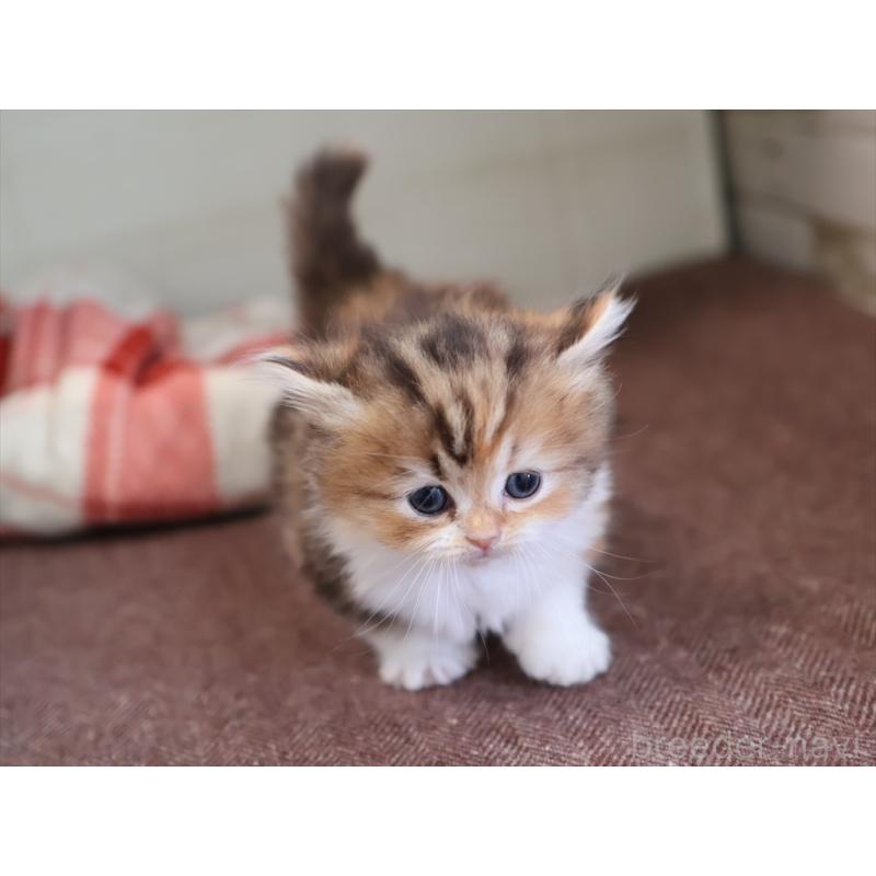 販売中の愛知県のミヌエット(短足)-131348の2枚目