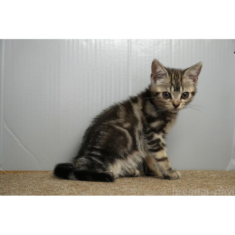 販売中の埼玉県のアメリカンショートヘア-125436の3枚目