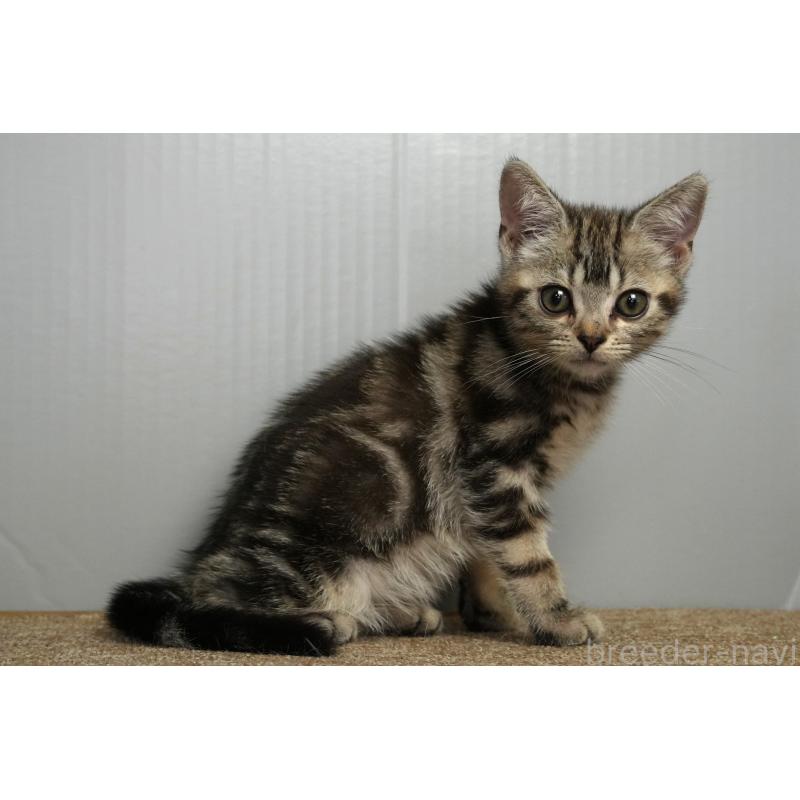 販売中の埼玉県のアメリカンショートヘア-125436の2枚目