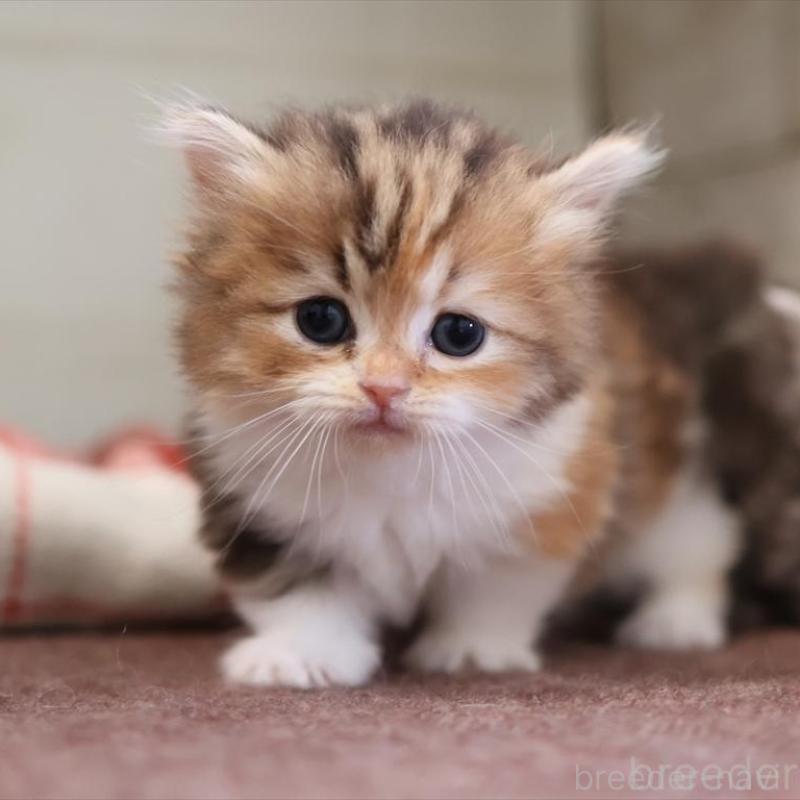 販売中の愛知県のミヌエット(短足)-131348の1枚目