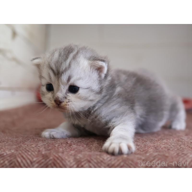 販売中の愛知県のサイベリアン-131350の9枚目