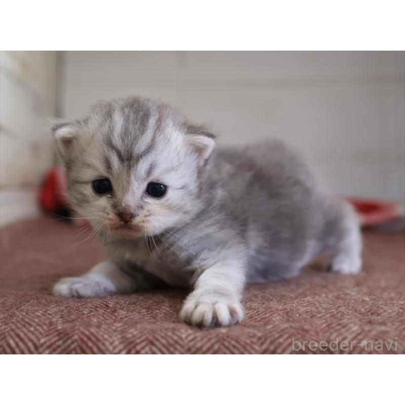 販売中の愛知県のサイベリアン-131350の8枚目