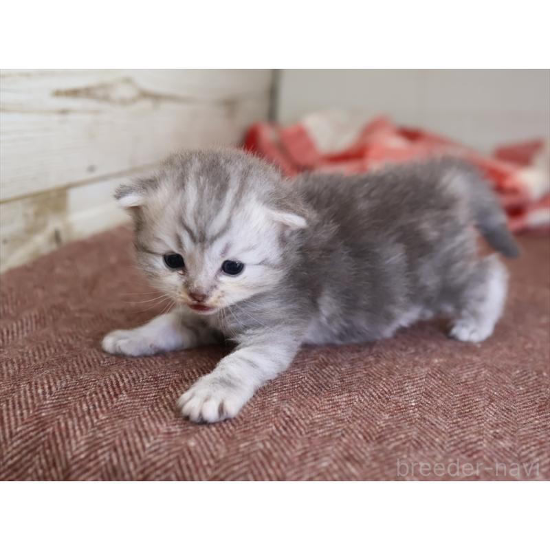 販売中の愛知県のサイベリアン-131350の7枚目