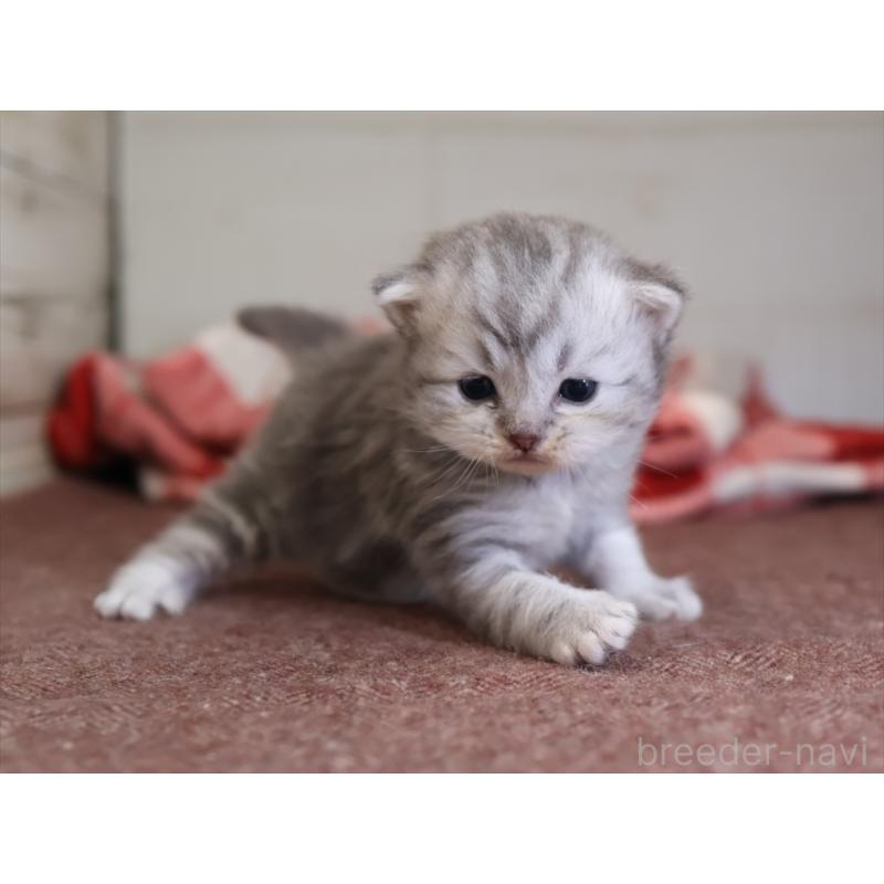 販売中の愛知県のサイベリアン-131350の6枚目