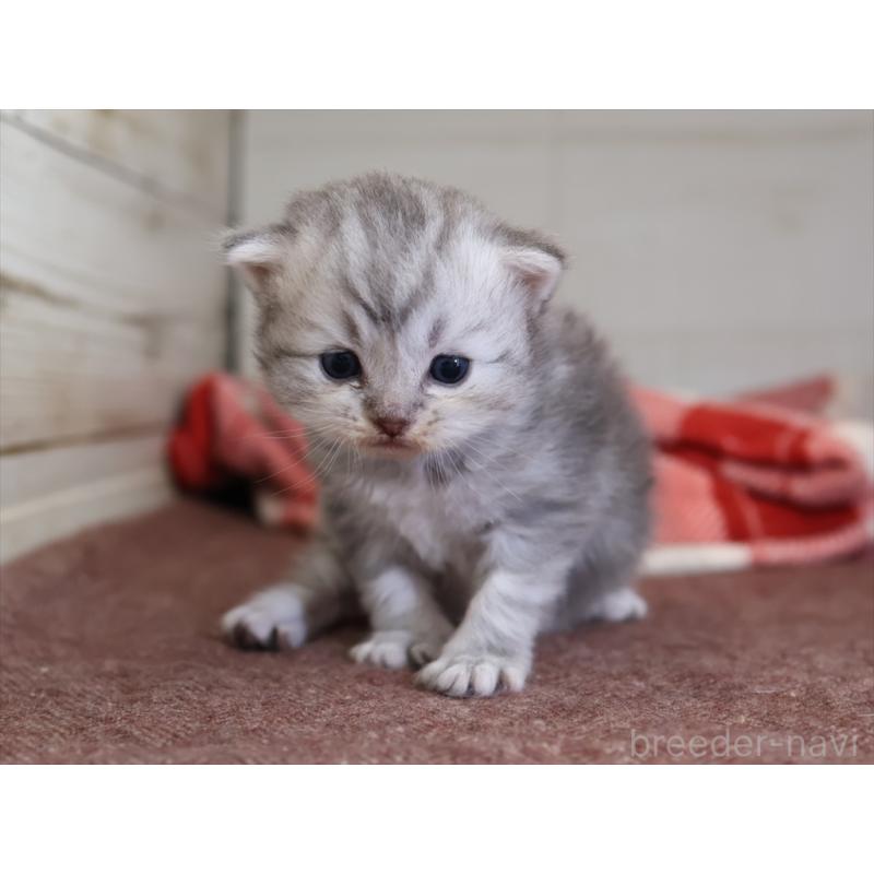 販売中の愛知県のサイベリアン-131350の5枚目