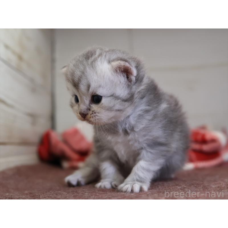 販売中の愛知県のサイベリアン-131350の4枚目