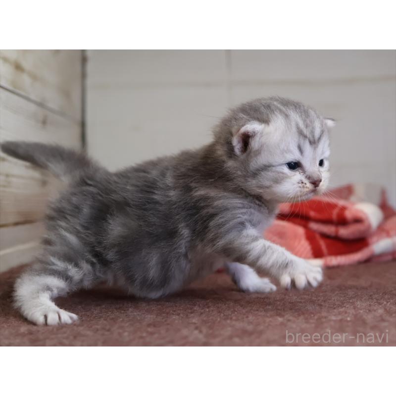 販売中の愛知県のサイベリアン-131350の3枚目