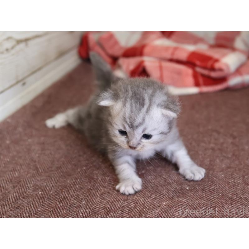 販売中の愛知県のサイベリアン-131350の2枚目