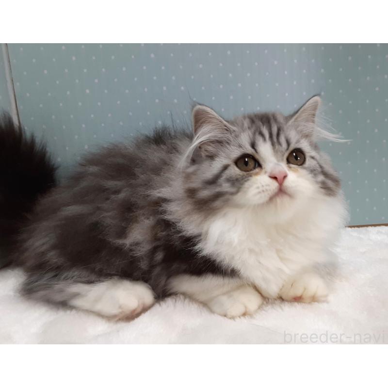 販売中の岐阜県のミヌエット(短足)-128217の2枚目