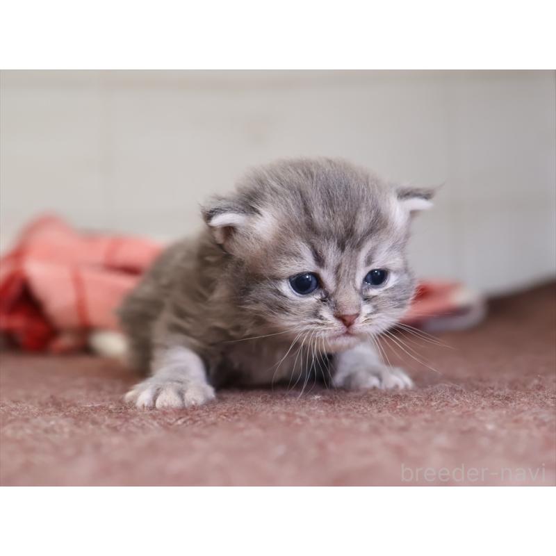 販売中の愛知県のサイベリアン-131351の7枚目