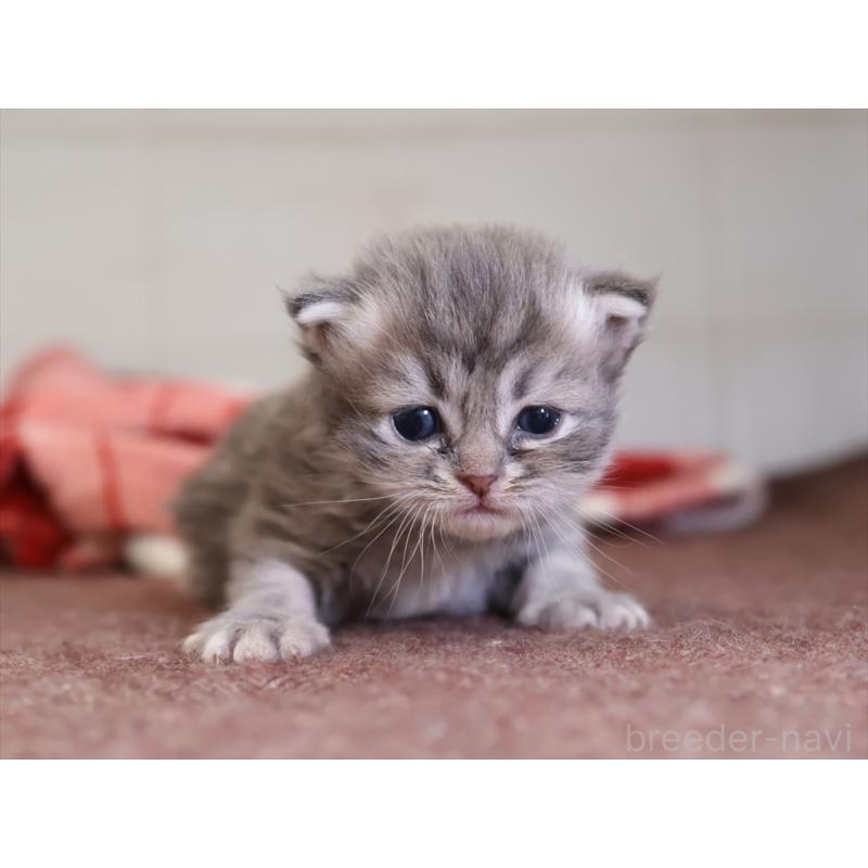 販売中の愛知県のサイベリアン-131351の6枚目