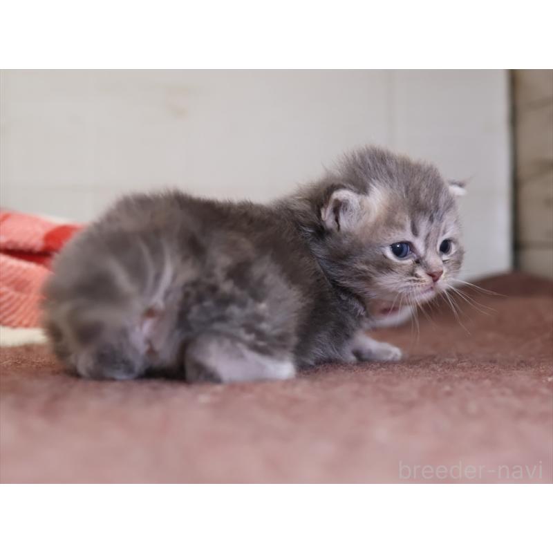 販売中の愛知県のサイベリアン-131351の5枚目