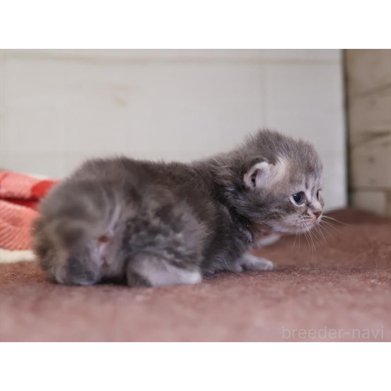 販売中の愛知県のサイベリアン-131351の4枚目