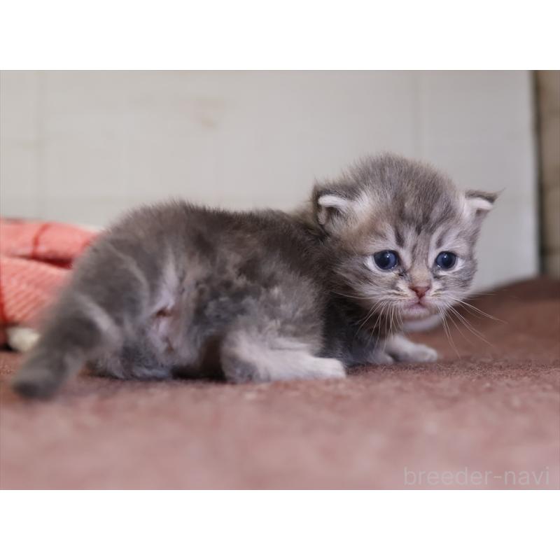 販売中の愛知県のサイベリアン-131351の3枚目