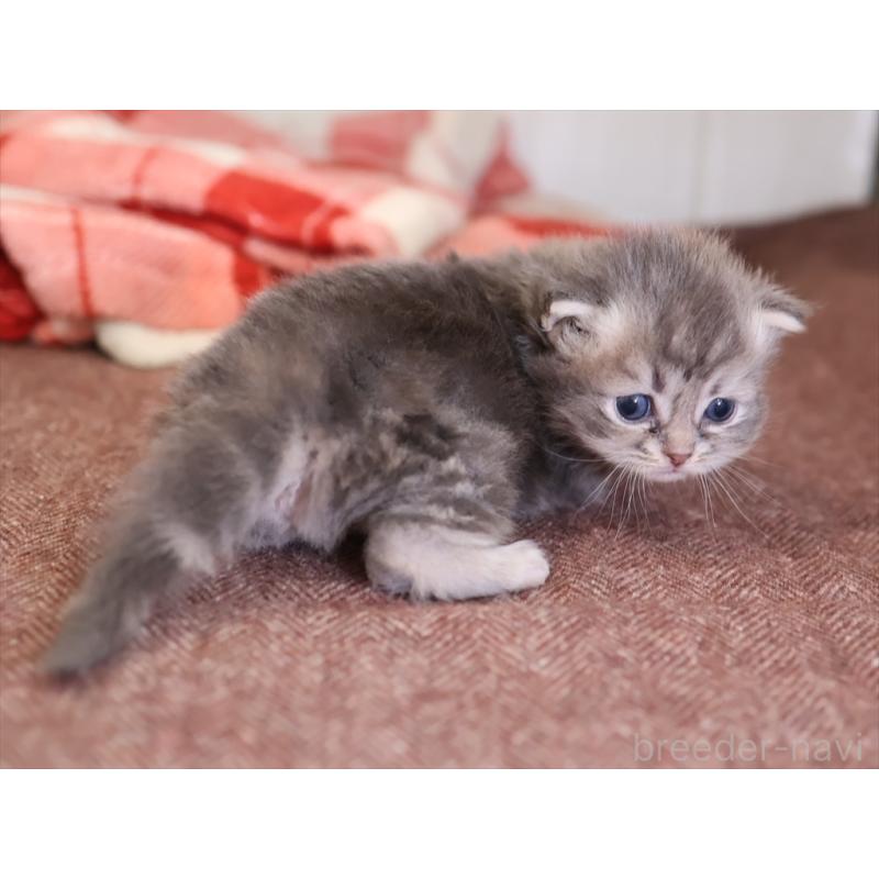 販売中の愛知県のサイベリアン-131351の2枚目