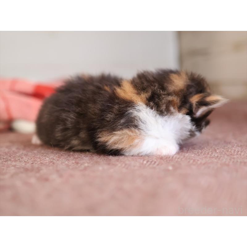 販売中の愛知県のマンチカン(短足)-131352の7枚目