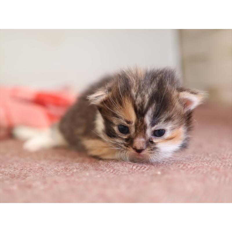 販売中の愛知県のマンチカン(短足)-131352の6枚目