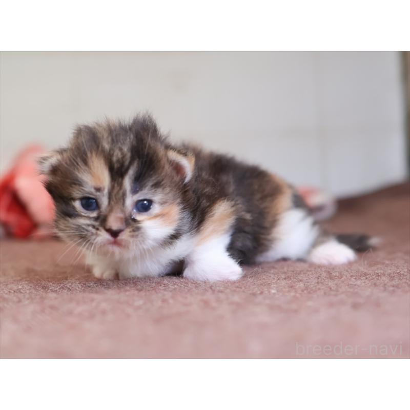 販売中の愛知県のマンチカン(短足)-131352の5枚目