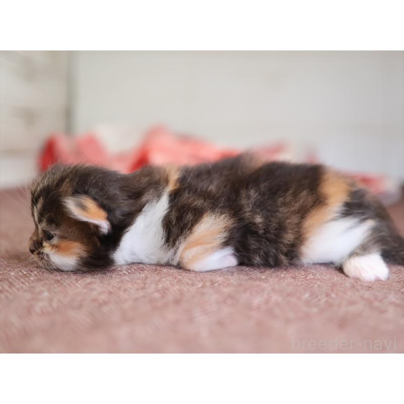 販売中の愛知県のマンチカン(短足)-131352の4枚目