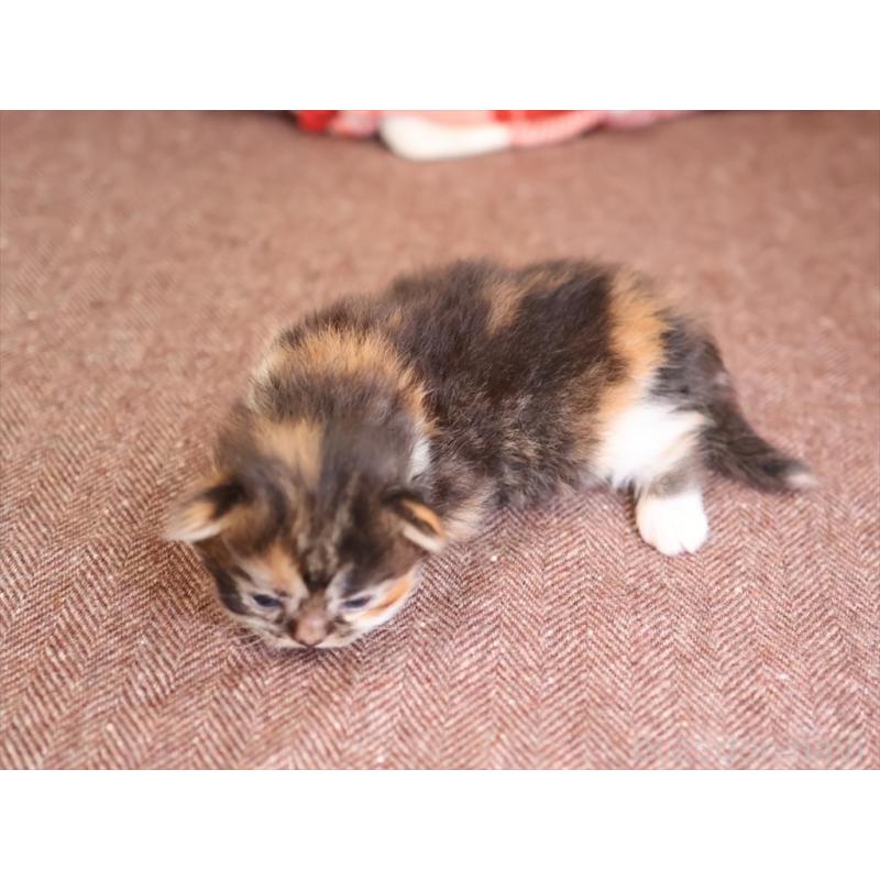 販売中の愛知県のマンチカン(短足)-131352の3枚目