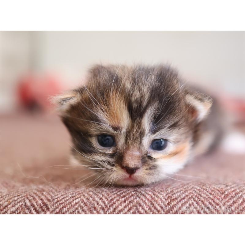 販売中の愛知県のマンチカン(短足)-131352の2枚目