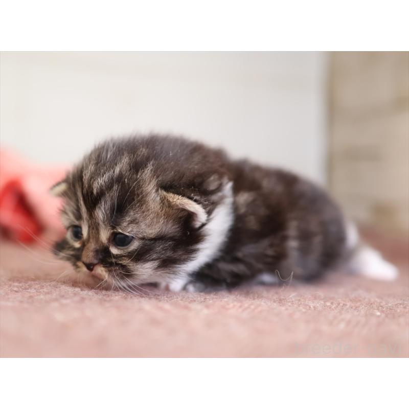 販売中の愛知県のマンチカン(短足)-131353の6枚目