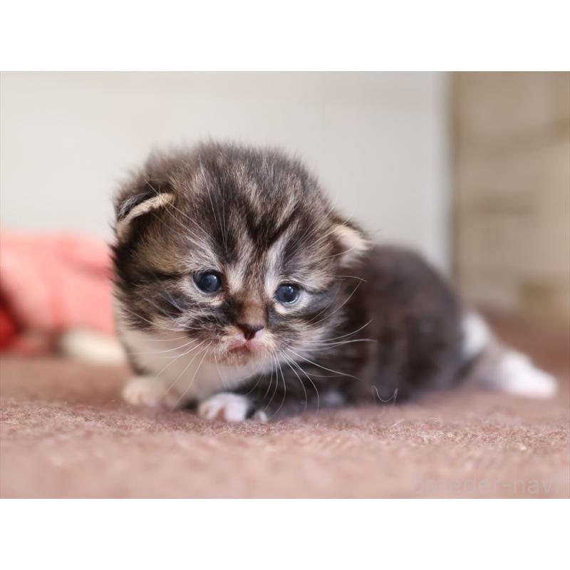 販売中の愛知県のマンチカン(短足)-131353の5枚目