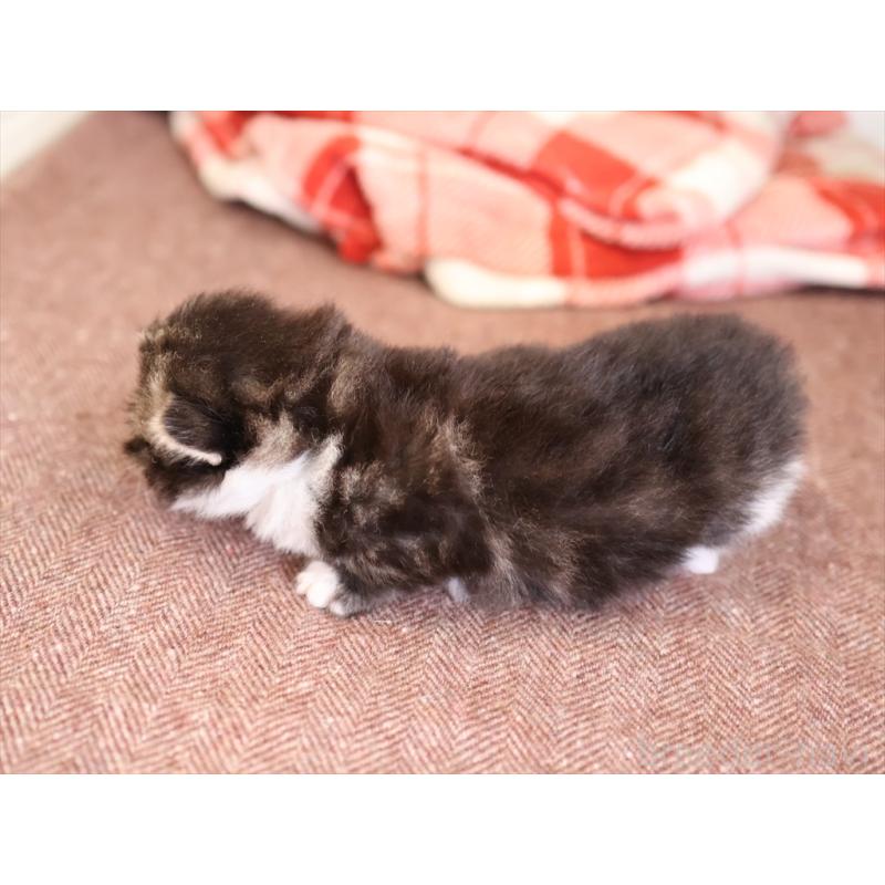 販売中の愛知県のマンチカン(短足)-131353の4枚目