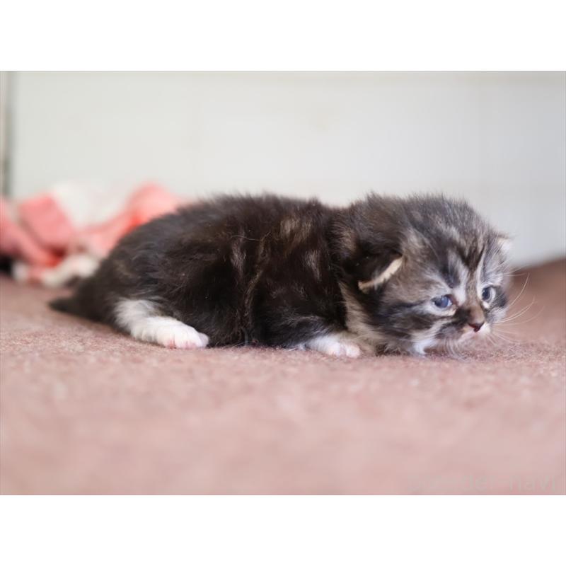 販売中の愛知県のマンチカン(短足)-131353の3枚目