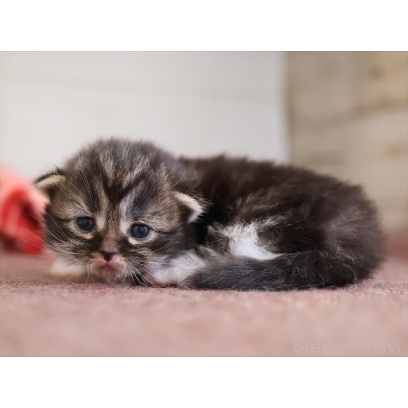 販売中の愛知県のマンチカン(短足)-131353の2枚目