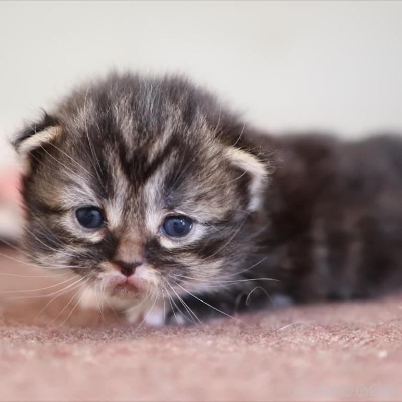 販売中の愛知県のマンチカン(短足)-131353