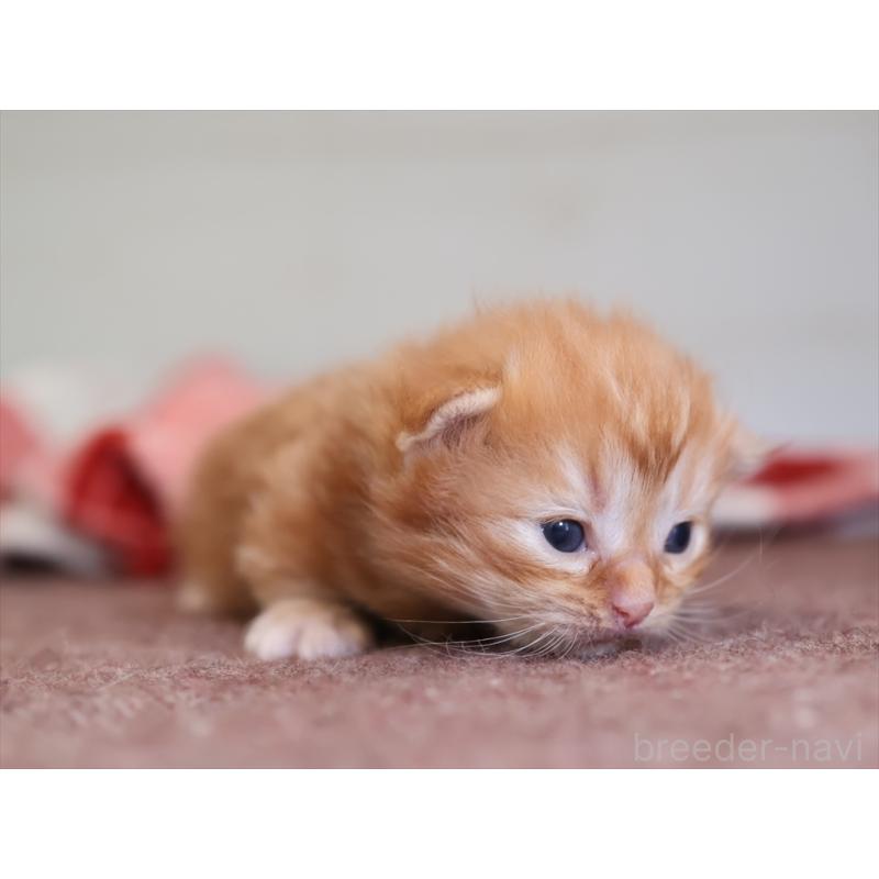 販売中の愛知県のマンチカン(短足)-131354の5枚目