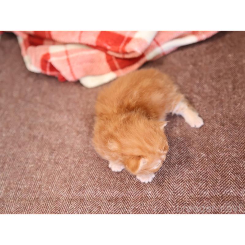 販売中の愛知県のマンチカン(短足)-131354の4枚目