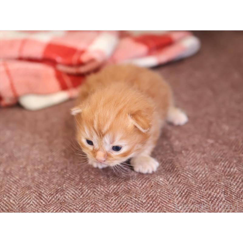 販売中の愛知県のマンチカン(短足)-131354の3枚目