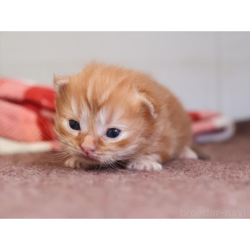販売中の愛知県のマンチカン(短足)-131354の2枚目